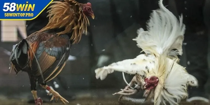 Kinh nghiệm đá gà Campuchia trực tiếp từ cao thủ