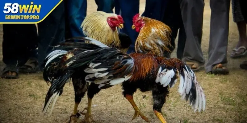 Sơ lược về đá gà trực tiếp Campuchia