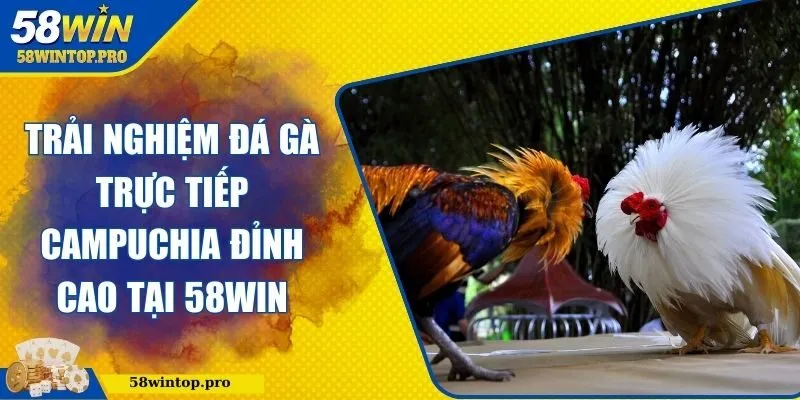 Đá gà trực tiếp Campuchia