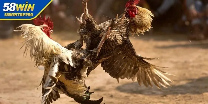 Bật mí những chiến thuật giúp thắng lớn