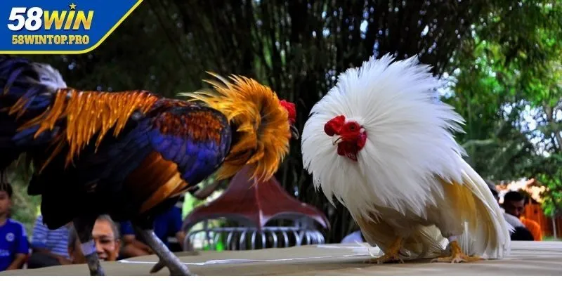 Tổng quan về sân chơi Đá gà 58WIN uy tín