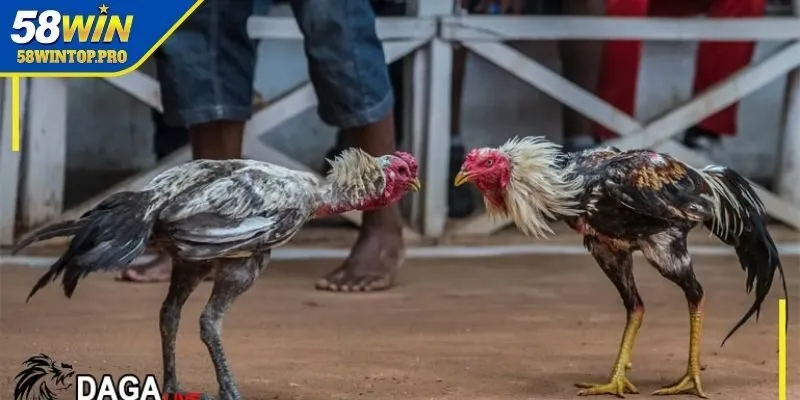 Bí quyết hiệu quả khi theo dõi đá gà Thomo trực tiếp