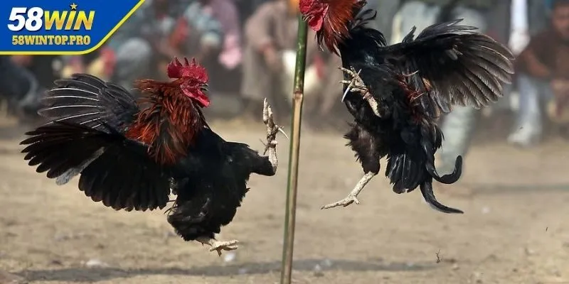 Các hình thức đá gà Thomo trực tiếp nổi bật